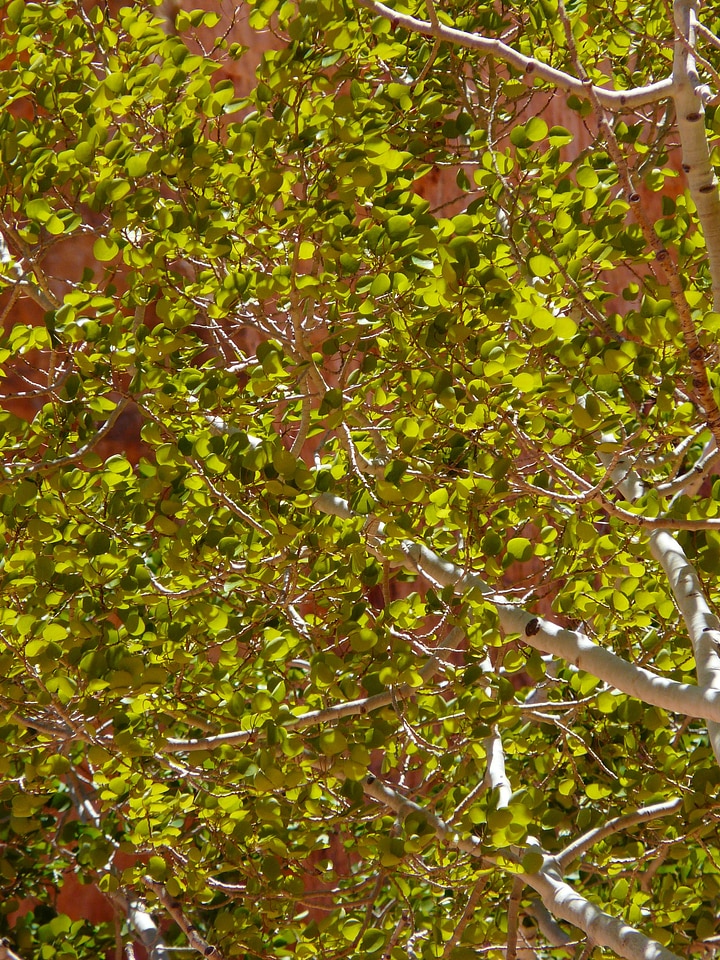 Leaves green backlighting