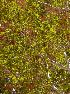 Leaves green backlighting