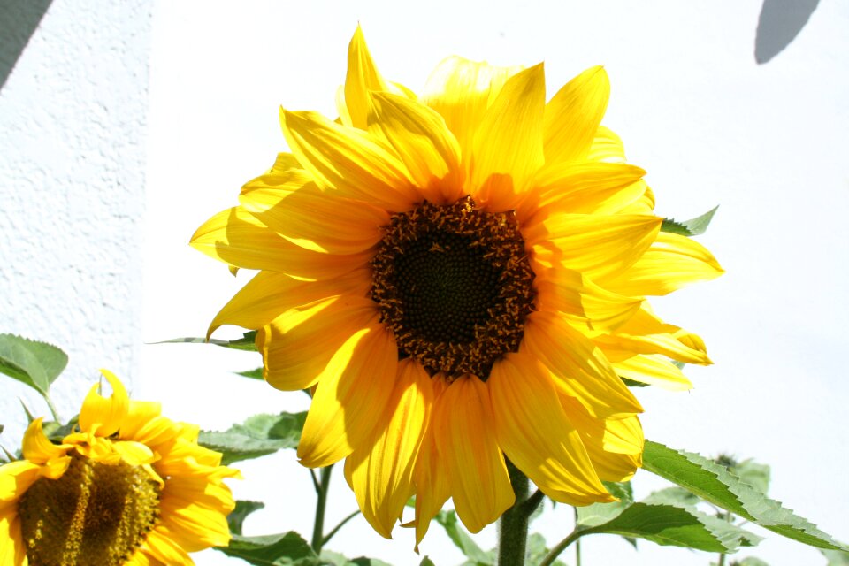 Flower nature yellow