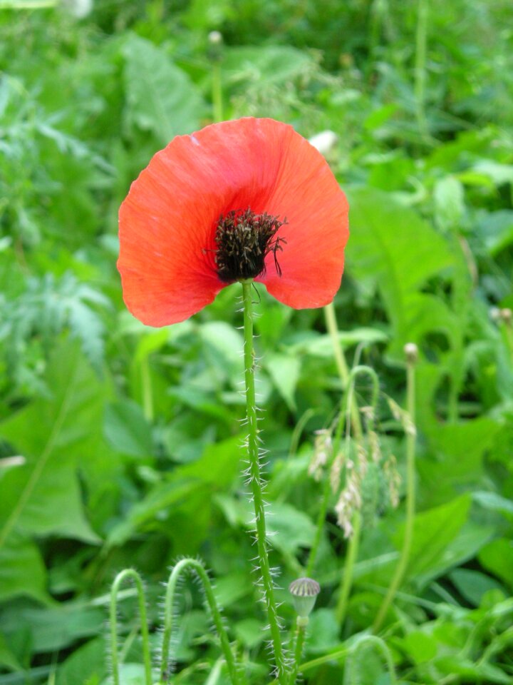 Nature summer red
