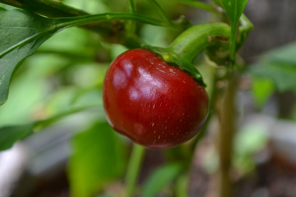 Pepper paprika spice