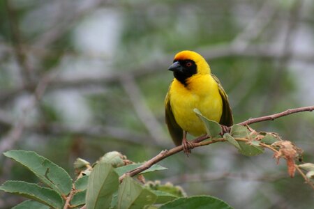 Golden bird watching