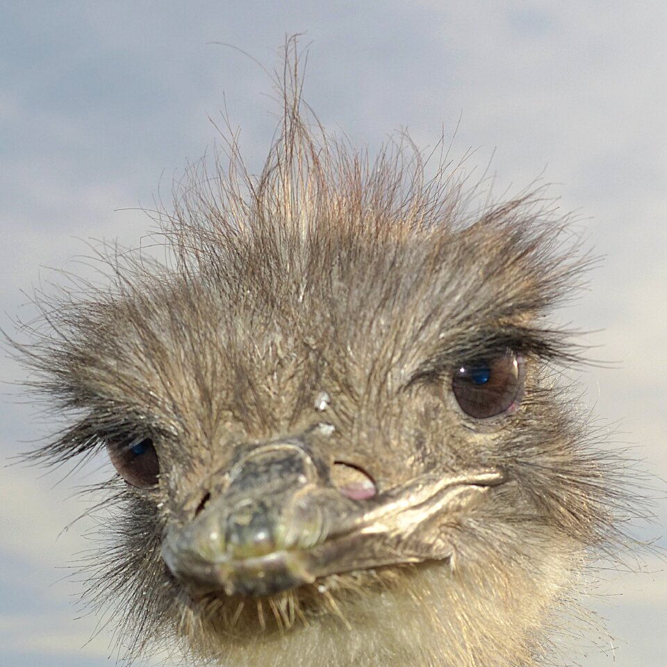 Head bill flightless bird