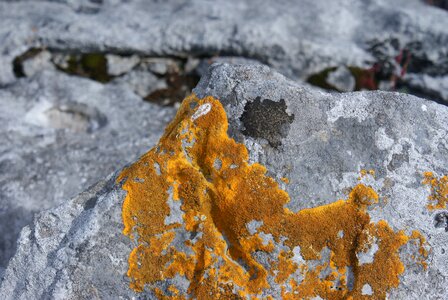 Stone rock lichen wild photo