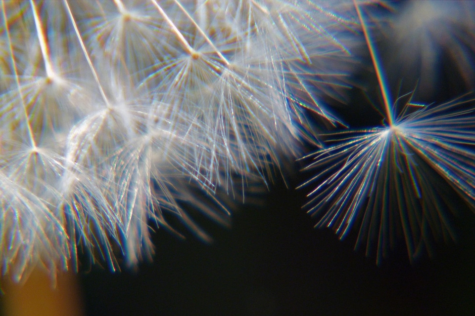 Filigree seed natural
