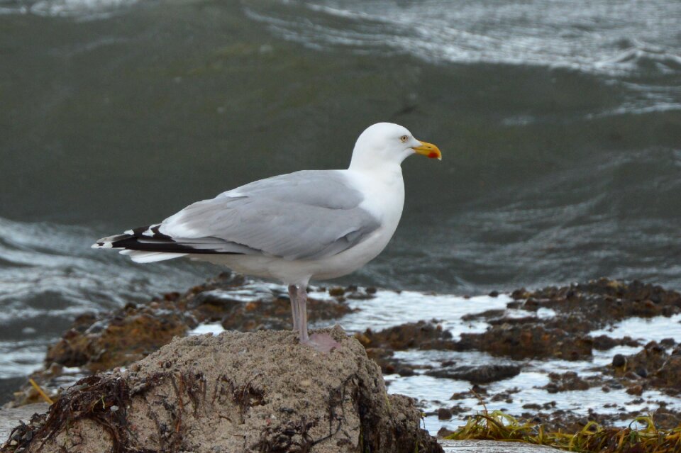 Seagull sea baltic sea