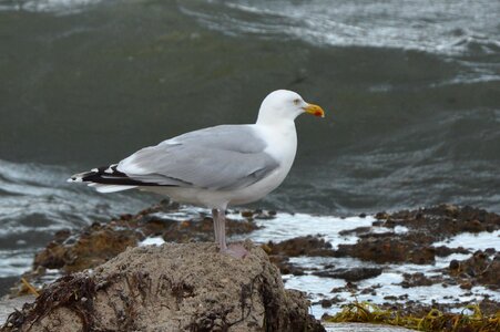 Seagull sea baltic sea