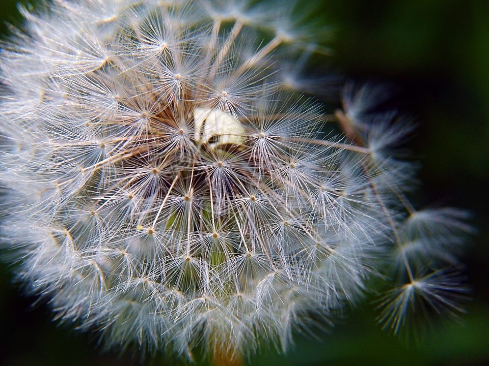 Wild flower flower nature