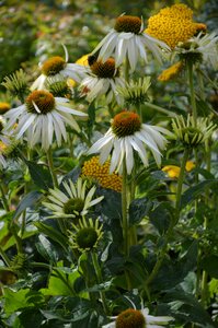 Summer garden white yellow photo