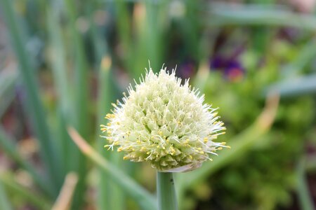 Flower peace silence