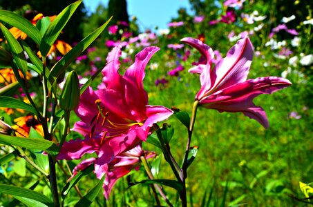 Flower pink lily rudbekie