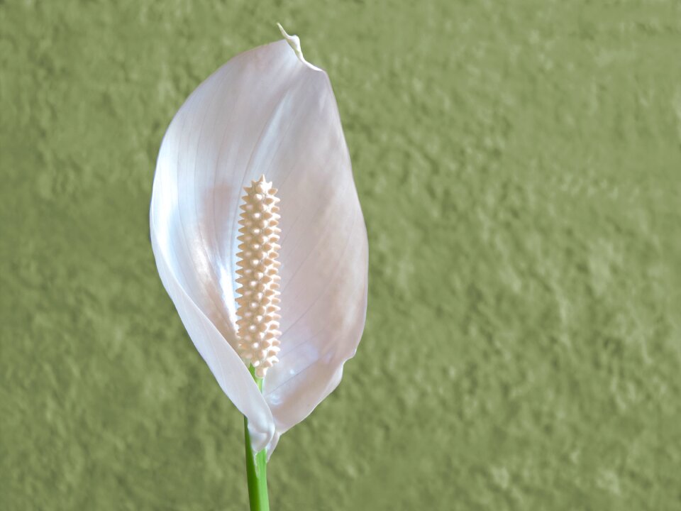 Delicate green decoration