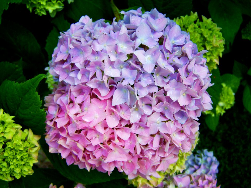 Pale lilac-pink hydrangea flower garden summer flower