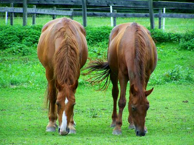 Brown horses browse hoofed animals photo