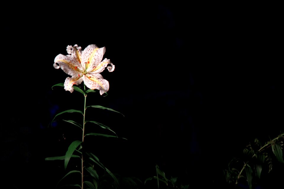 Yamayuri light up flower