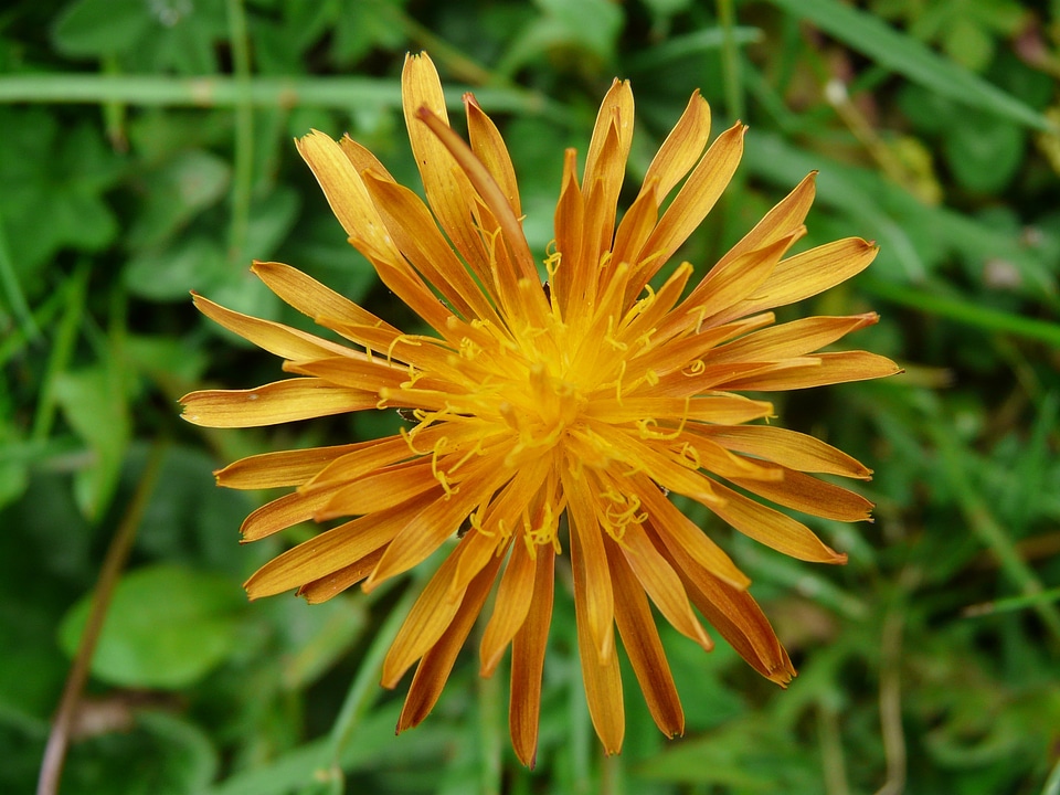 Flower blossom bloom