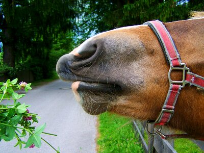 Brown horse lópofa animal photo