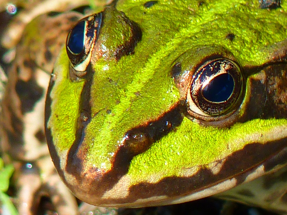 Green water creature photo