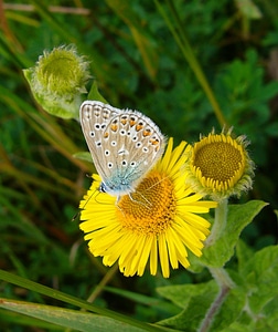 Nature yellow flower wild flower photo