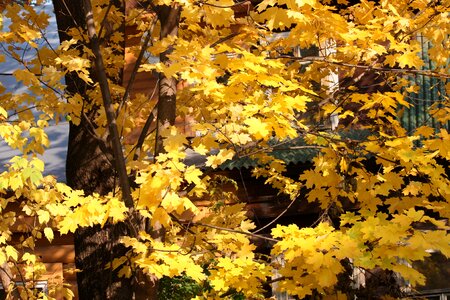 Autumn gold maples listopad