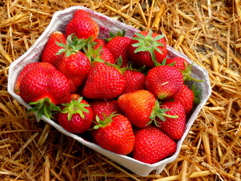 Food berry