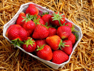 Food berry