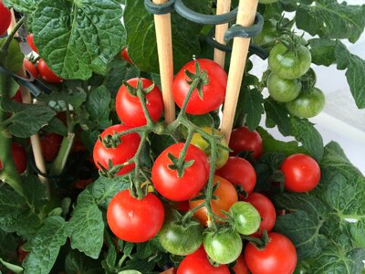 Vegetable tomato tomato plant