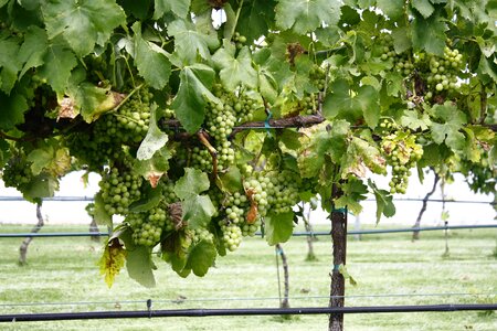 Plant vine close