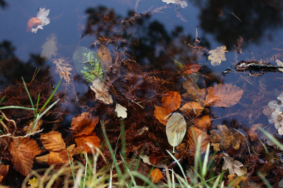 Environment leaf autumn