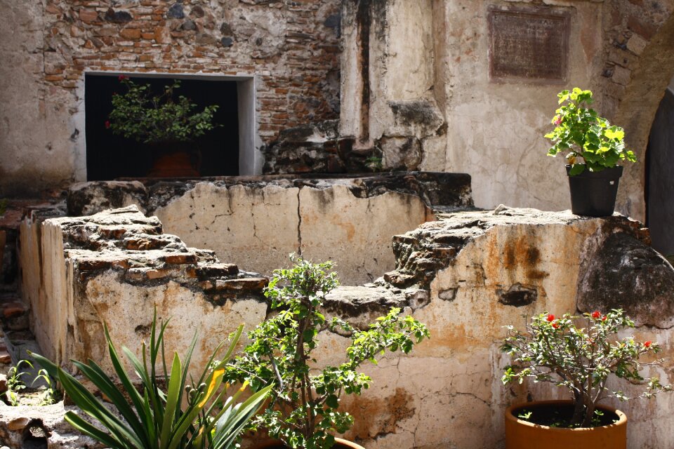 Patio convent plants