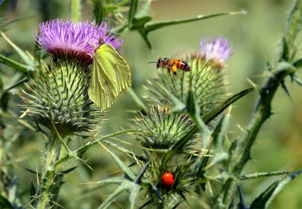 Gonepteryx rhamni bee ladybug