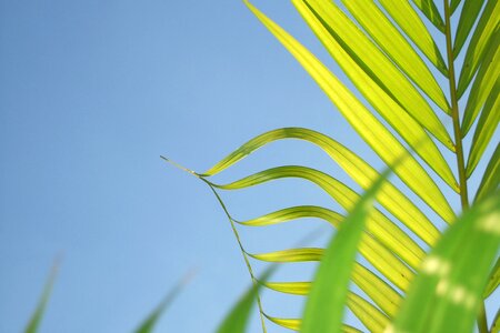 Leaf coconut tree plant