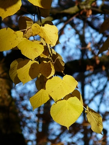 Winter linde stone linde tilia cordata photo