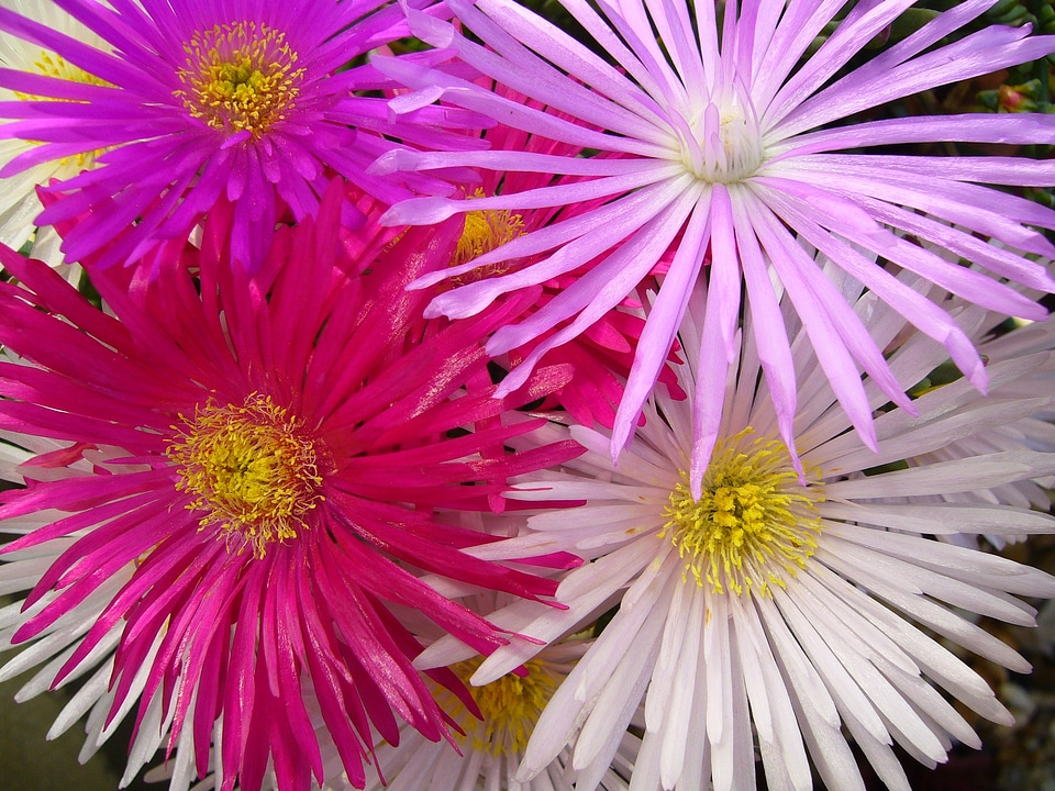 Bloom blossom close-up photo