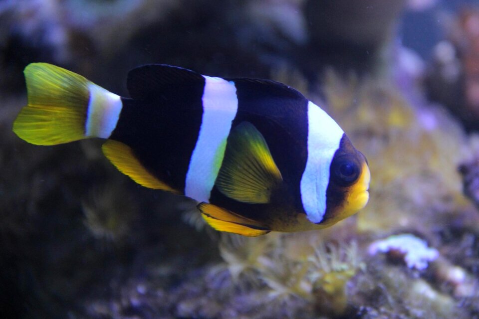 Fish clownfish aquarium