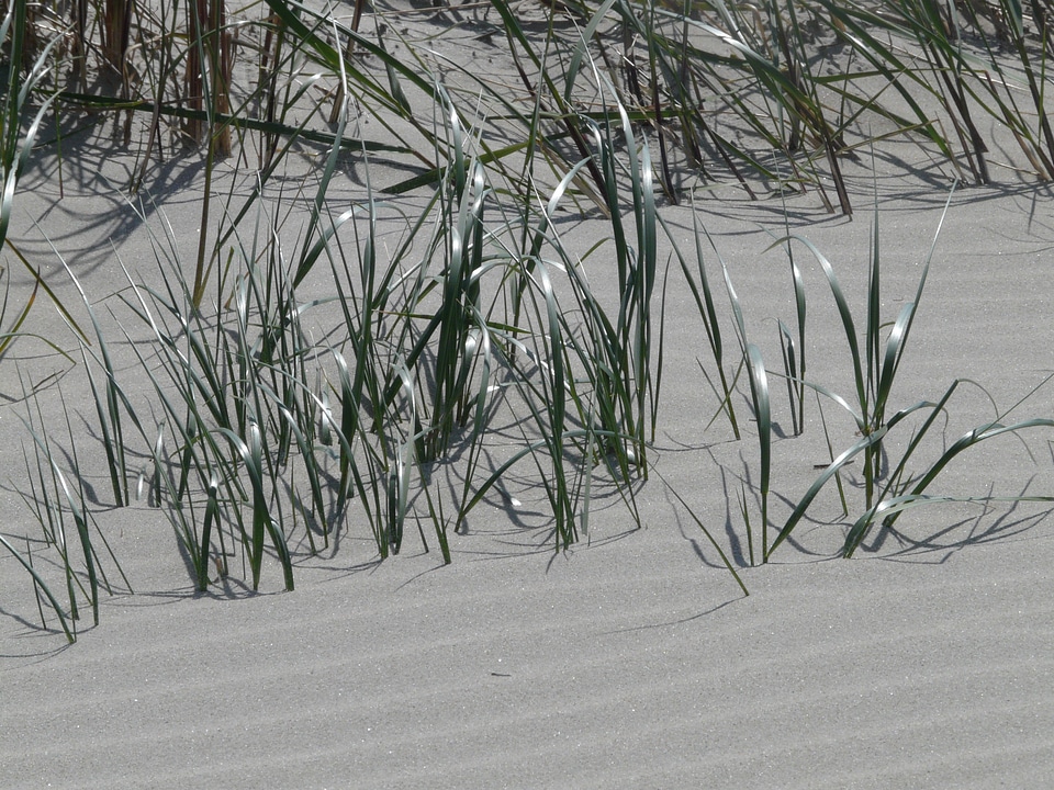 Licorice poaceae sand