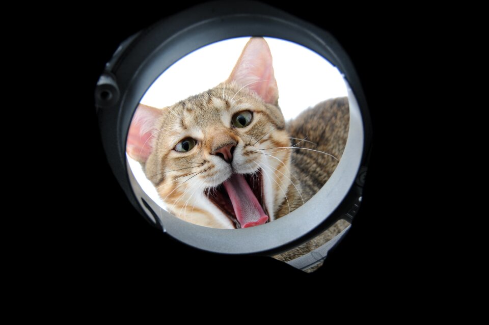 Cat circle of an ellipse