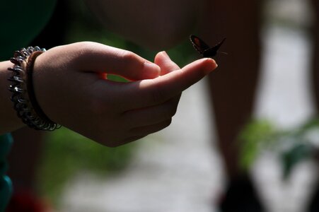 Insect nature the delicacy