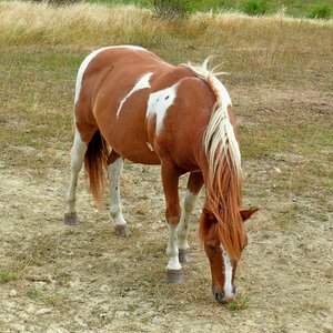 Domestic animal pasture eat