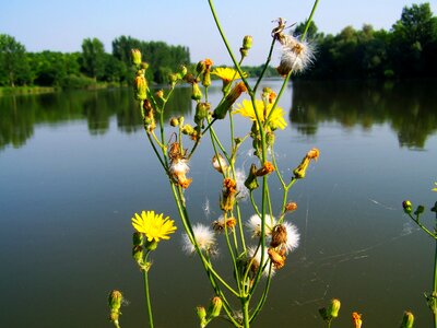 Wildflower lake nature