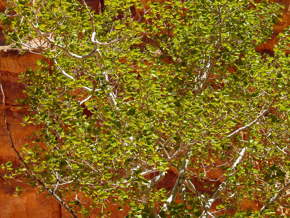 Leaves green backlighting