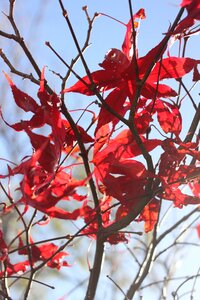 Red winter sun
