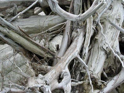 Wood strike nature