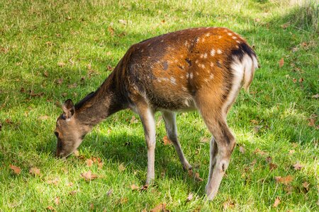 Graze forest animal eat grass photo