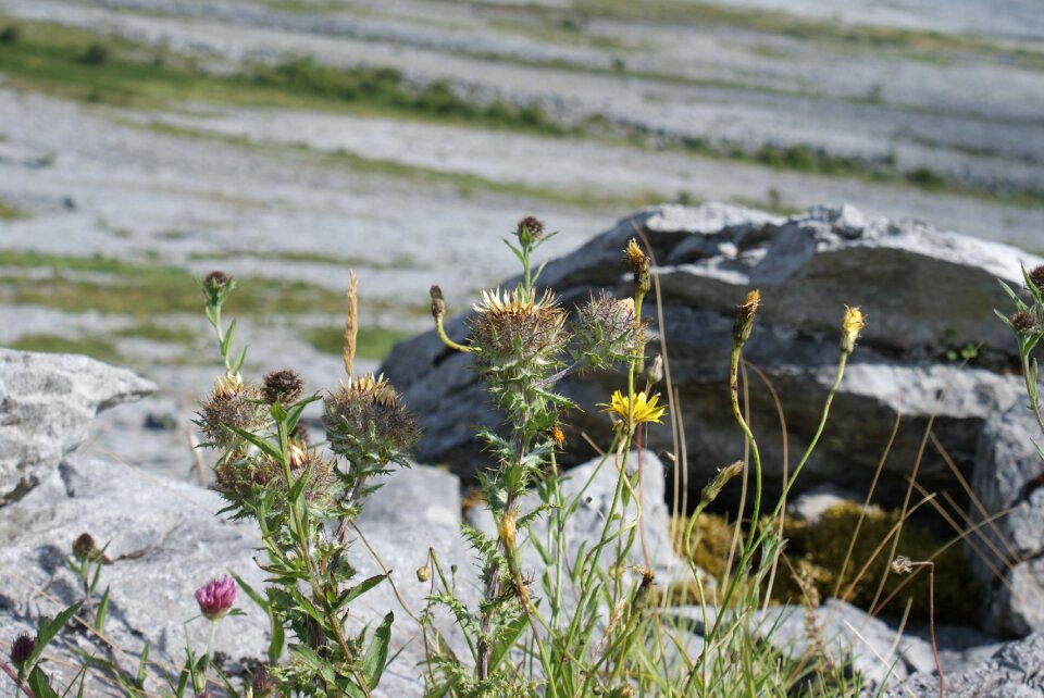 Wild flower thistle wild