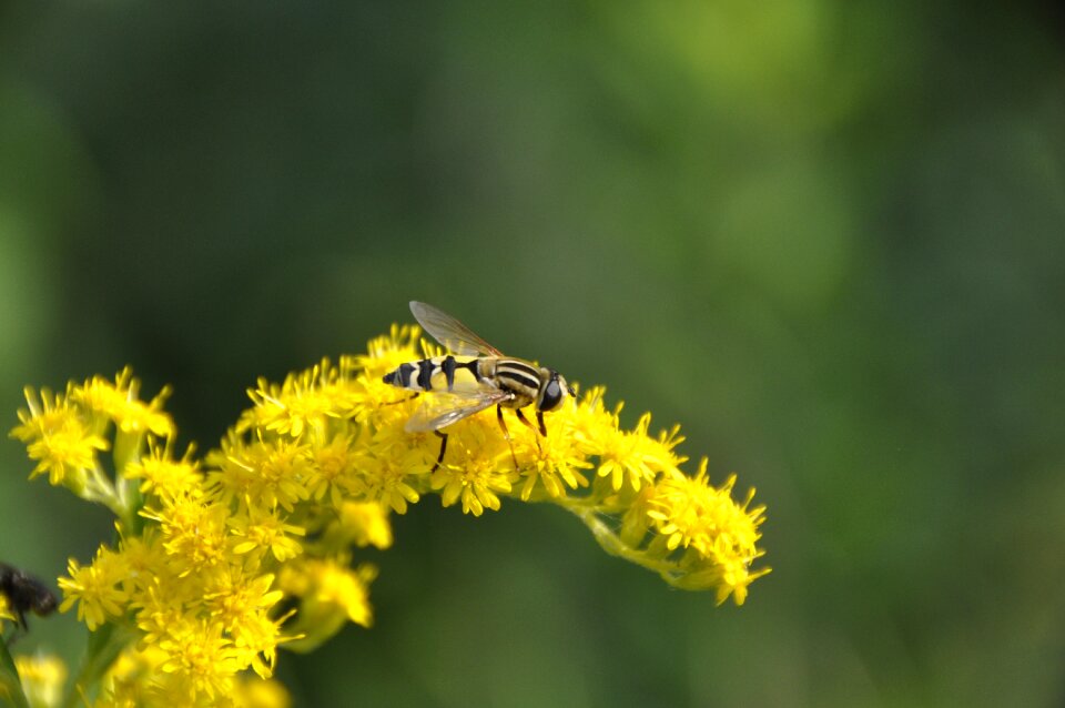 Yellow summer plant
