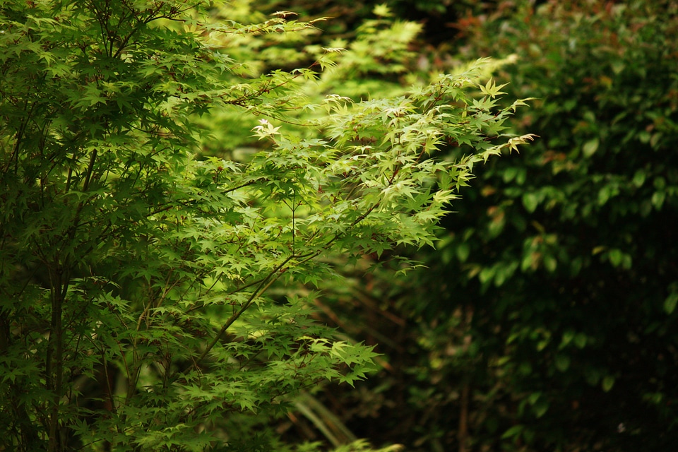 Green branch garden