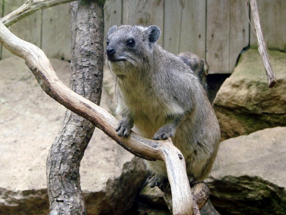 Rock badger zoo animal