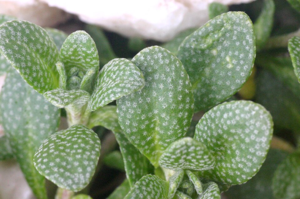 Succulent macro botany