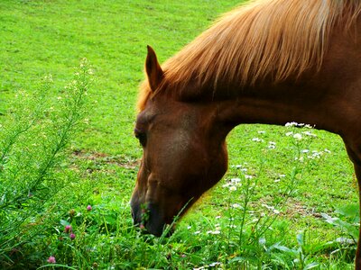 Brown horse ungulates animal photo